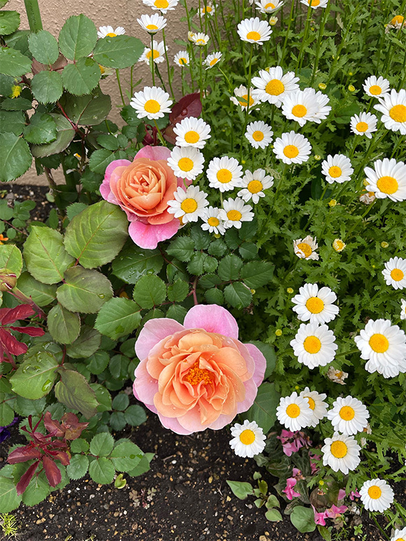 写真：花壇